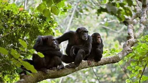 Gombe national park is one of the best places to spot Chimpanzee in Africa.