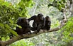 Gombe national park is one of the best places to spot Chimpanzee in Africa.