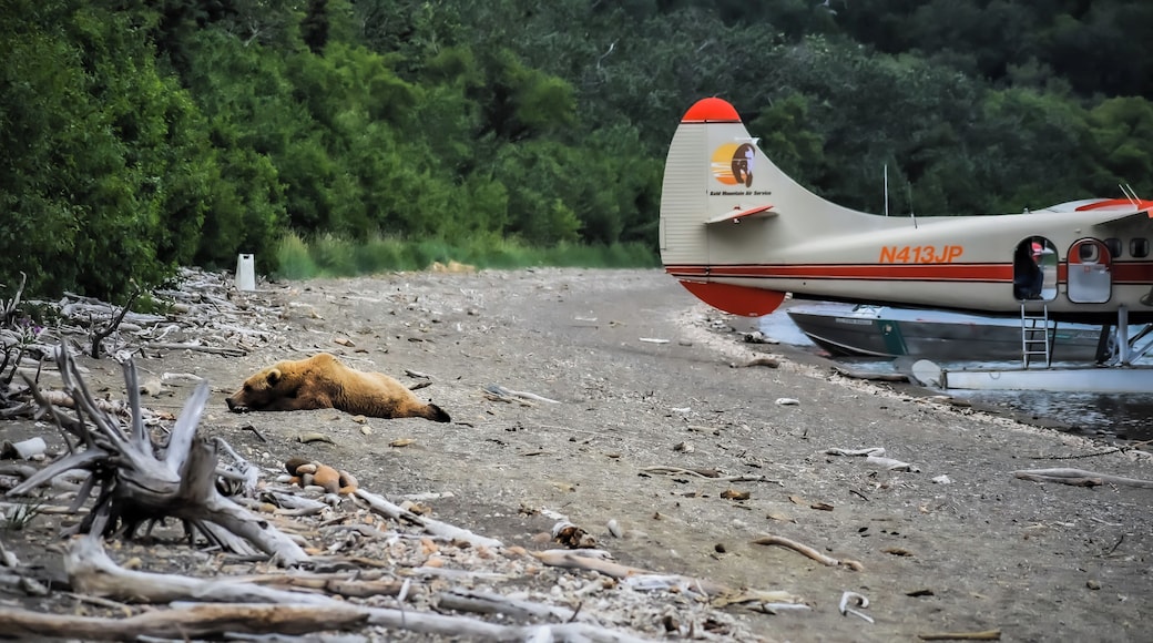 This Momma kept us from getting to our plane. We had to back track through the wood to where you can see the white sign and seek down to the plane. #Adventure