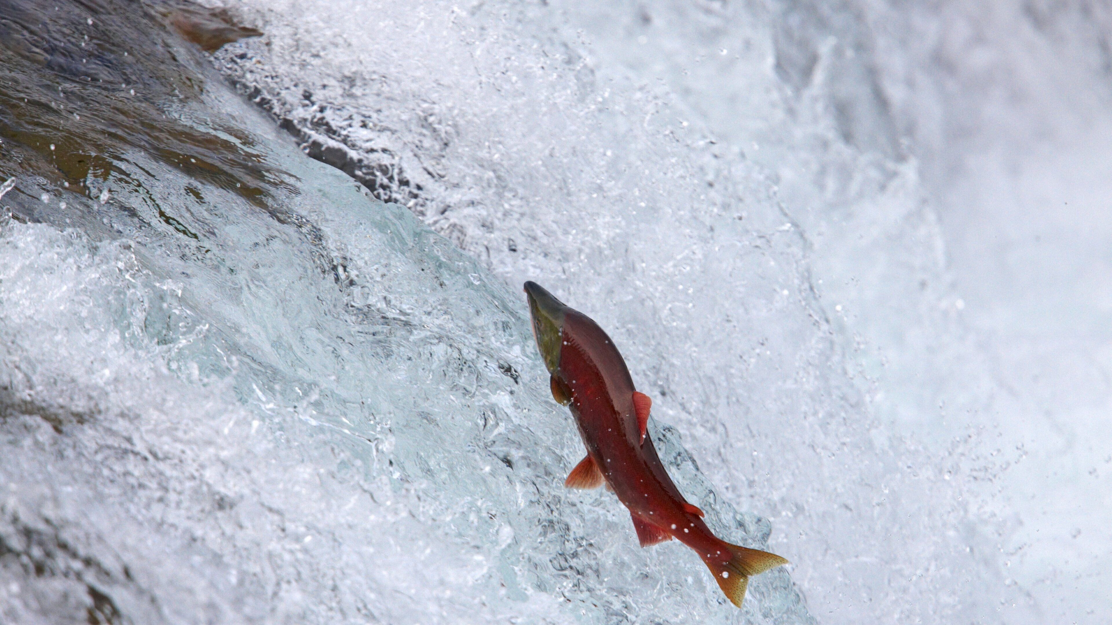 King Salmon featuring a river or creek and marine life
