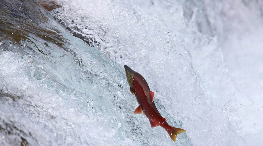 King Salmon featuring a river or creek and marine life