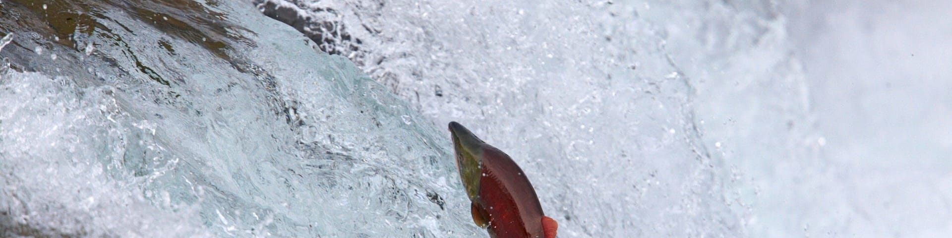 A salmon leaping out of a turbulent river.