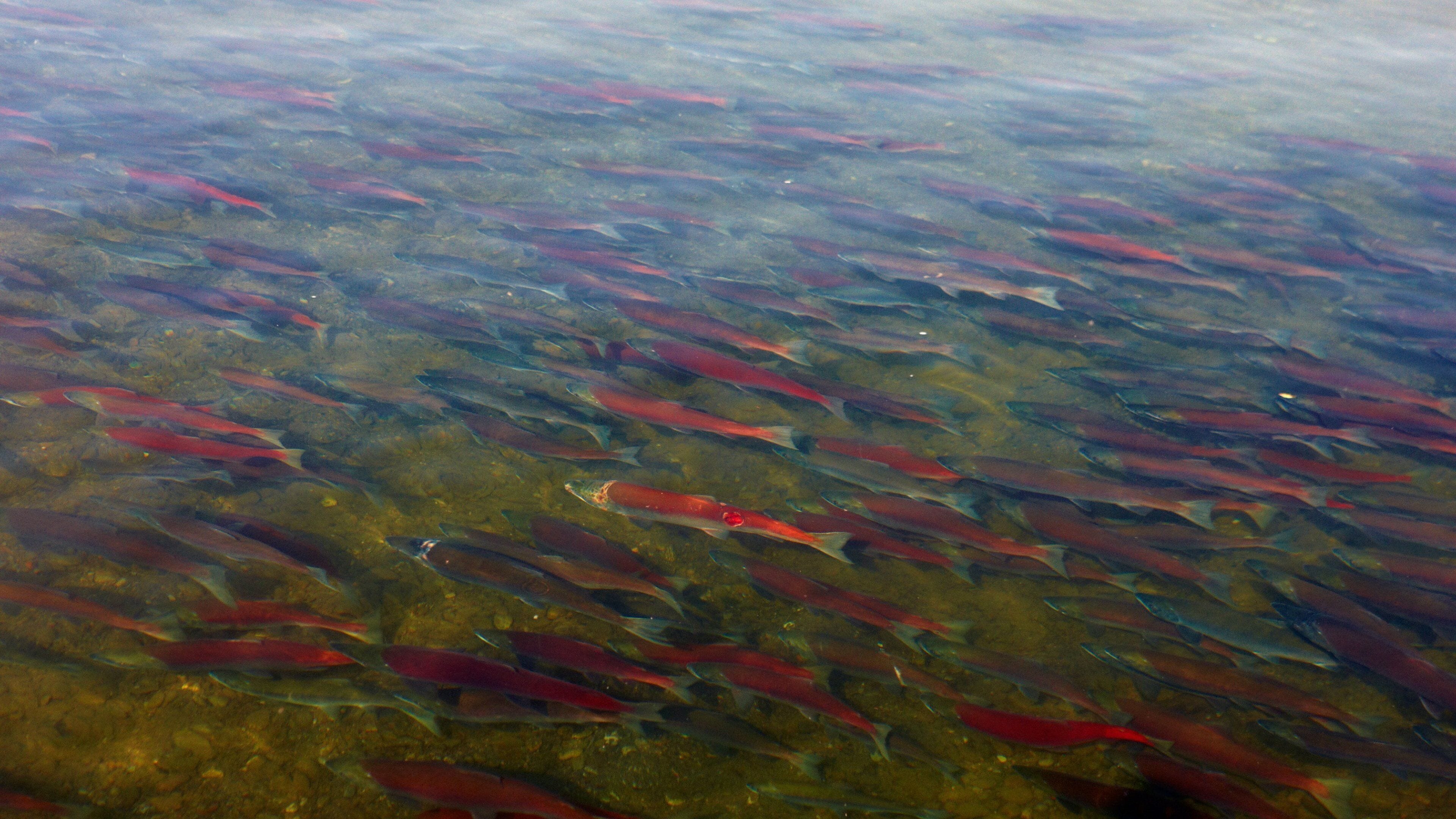 King Salmon que incluye un río o arroyo y vida marina