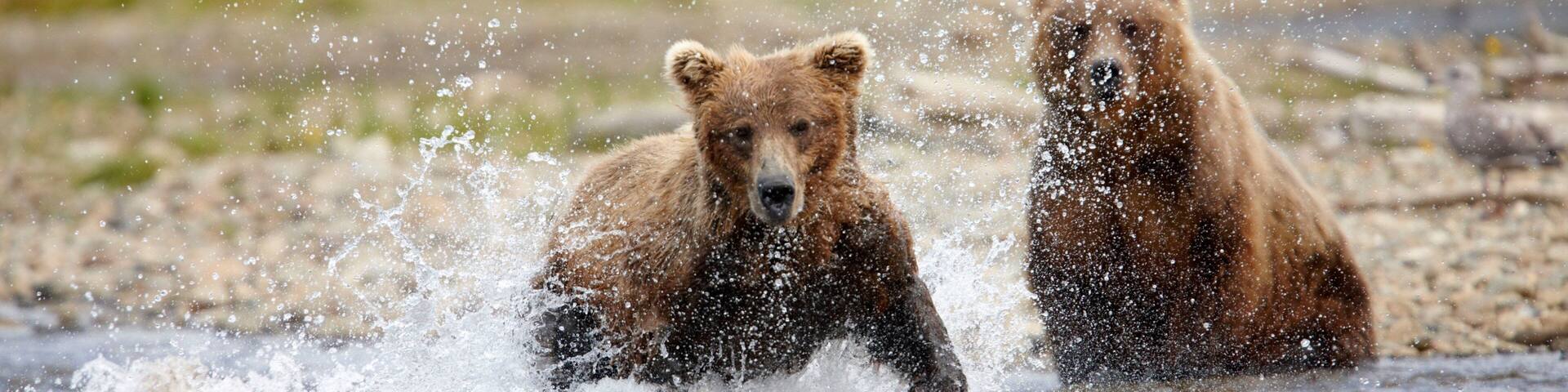 Two bears in a river, splashing water.