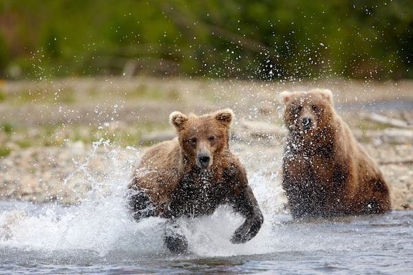 Two bears in a river, splashing water.