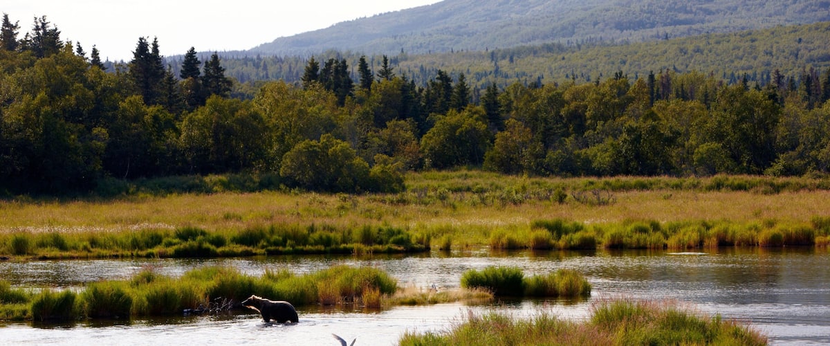 King Salmon showing forests, land animals and a river or creek