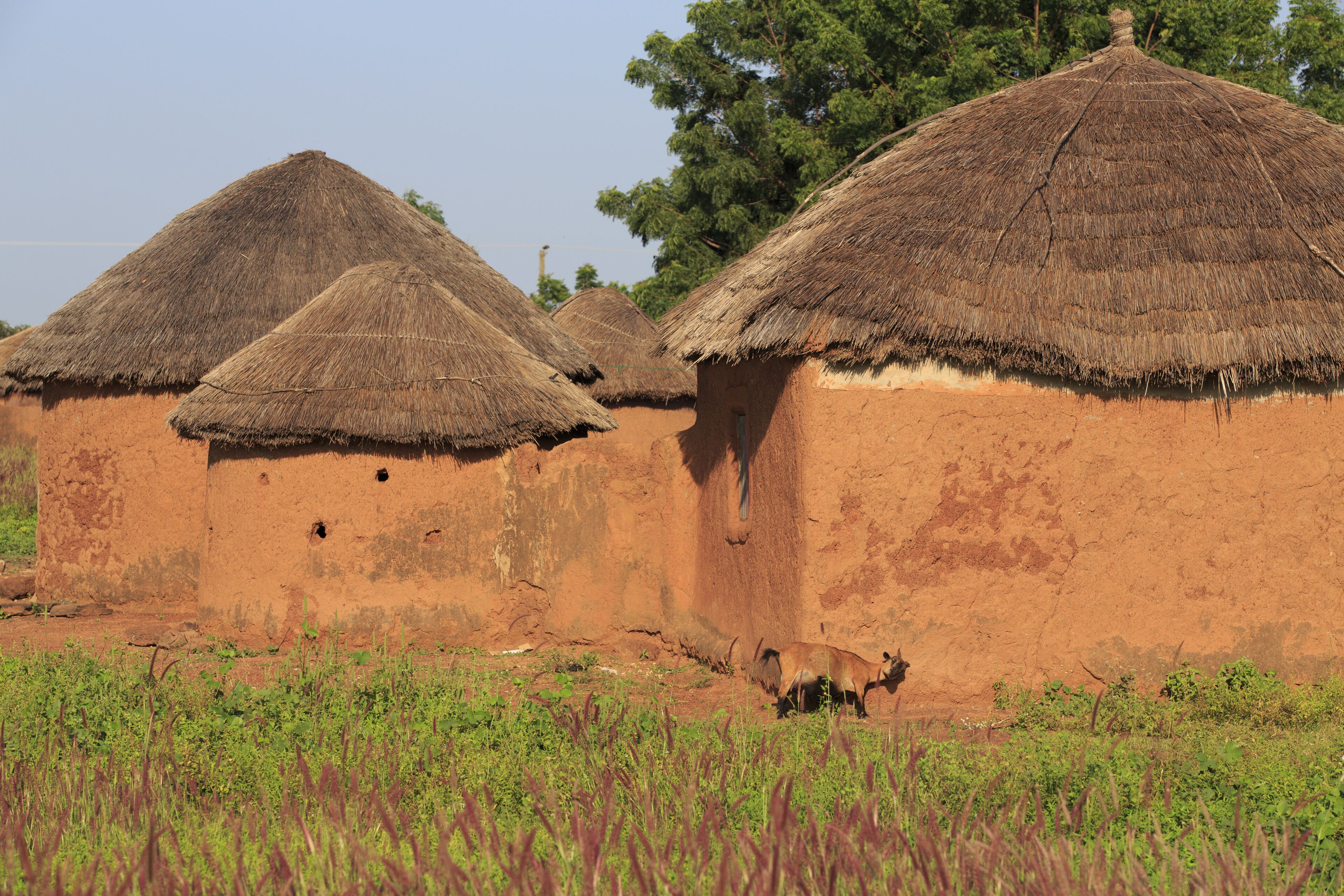 Traditional thatched-roof huts in a rural setting with a clear sky.