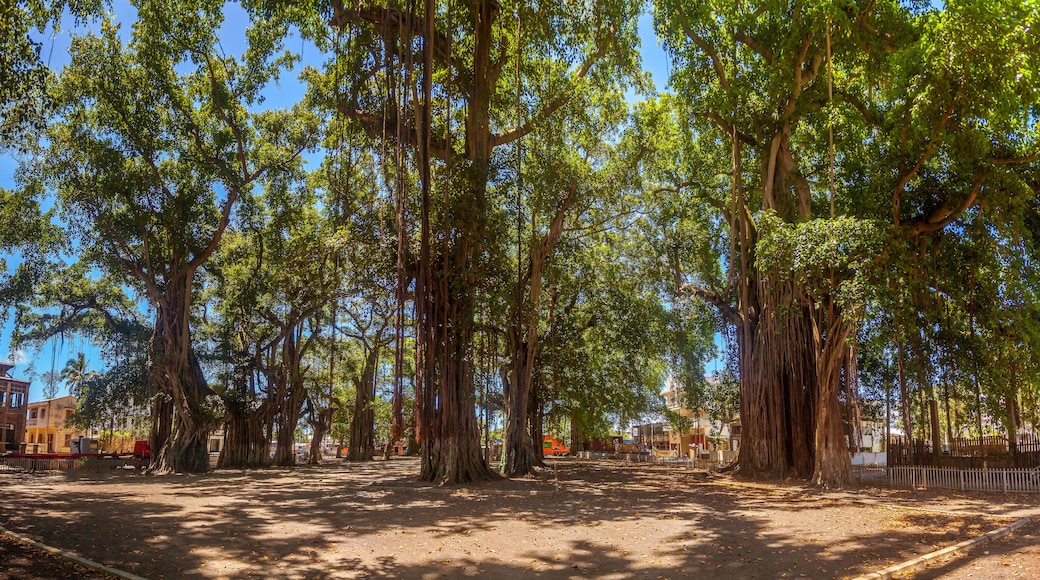 The place of the banyans