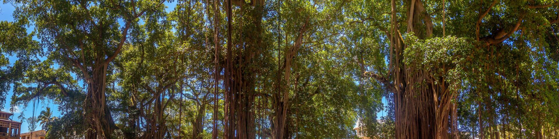 The place of the banyans