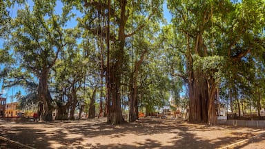 The place of the banyans