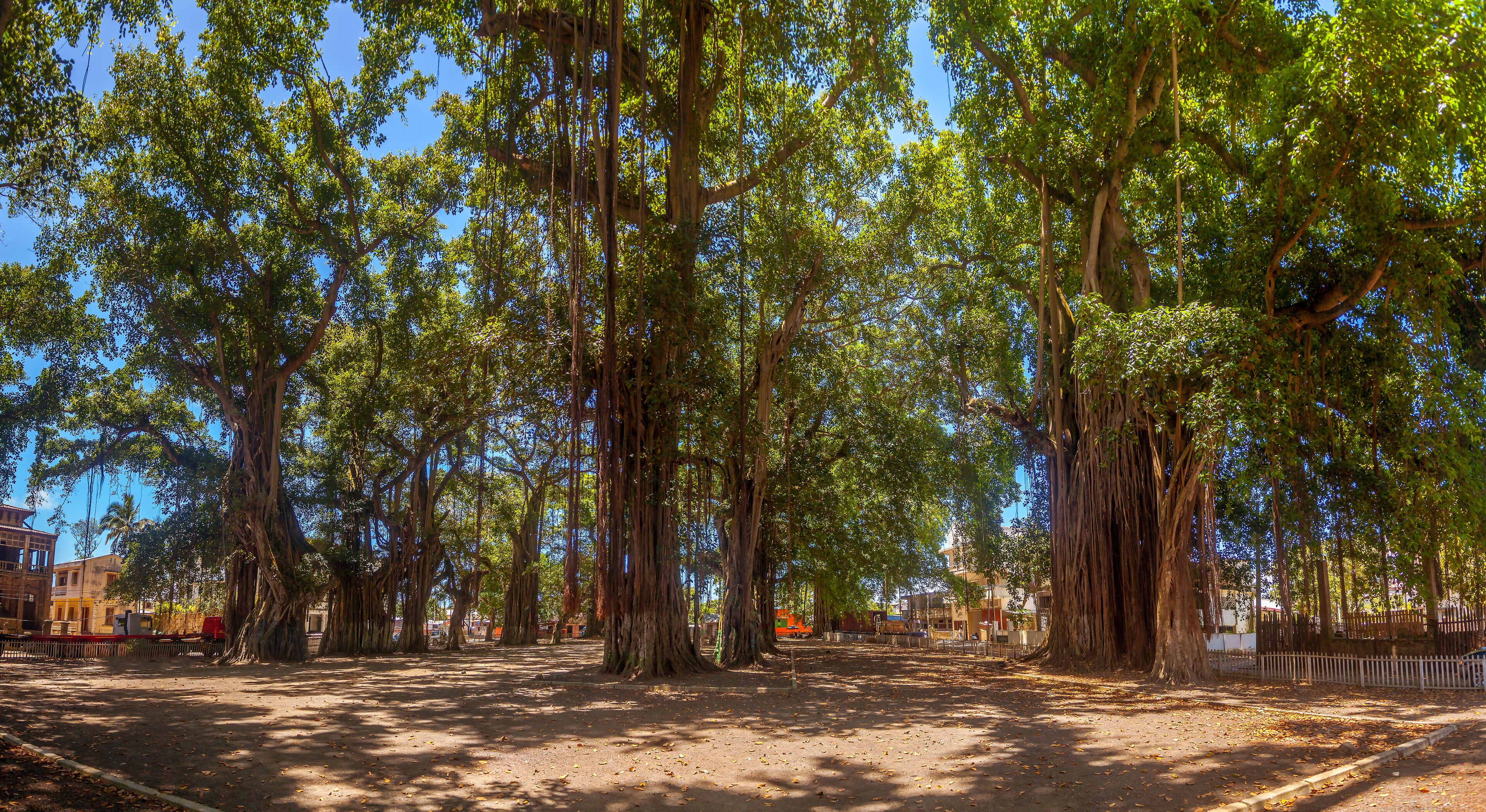 A park with tall trees and a dirt path.