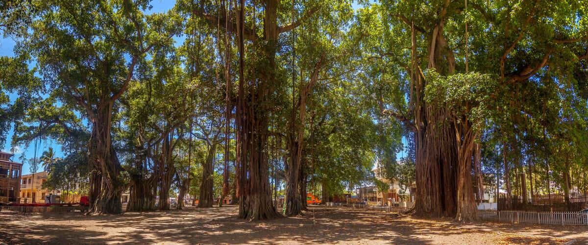 A park with tall trees and a dirt path.