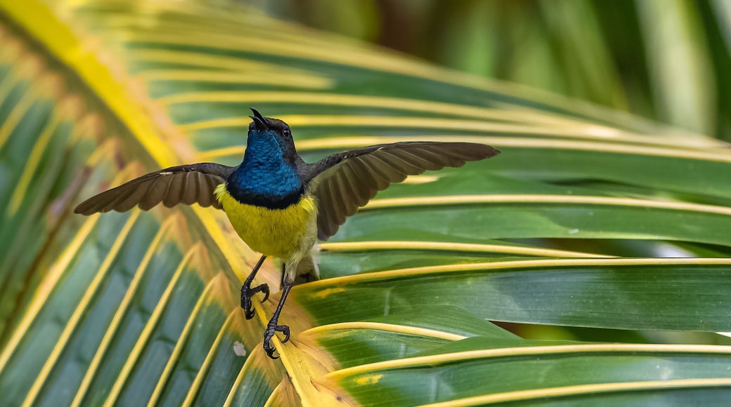 Ăle de SĂŁo TomĂ©