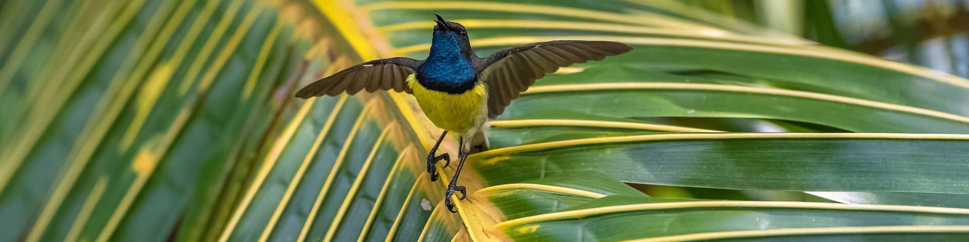 A bird perched on a palm leaf.