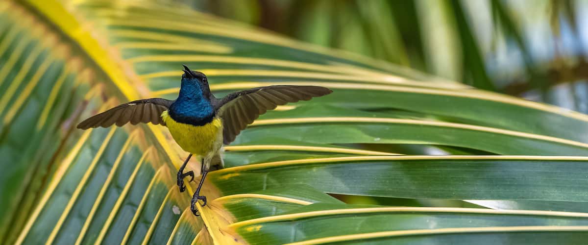 A bird perched on a palm leaf.