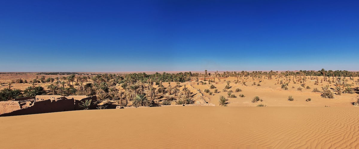 A desert landscape with sand dunes and scattered palm trees.