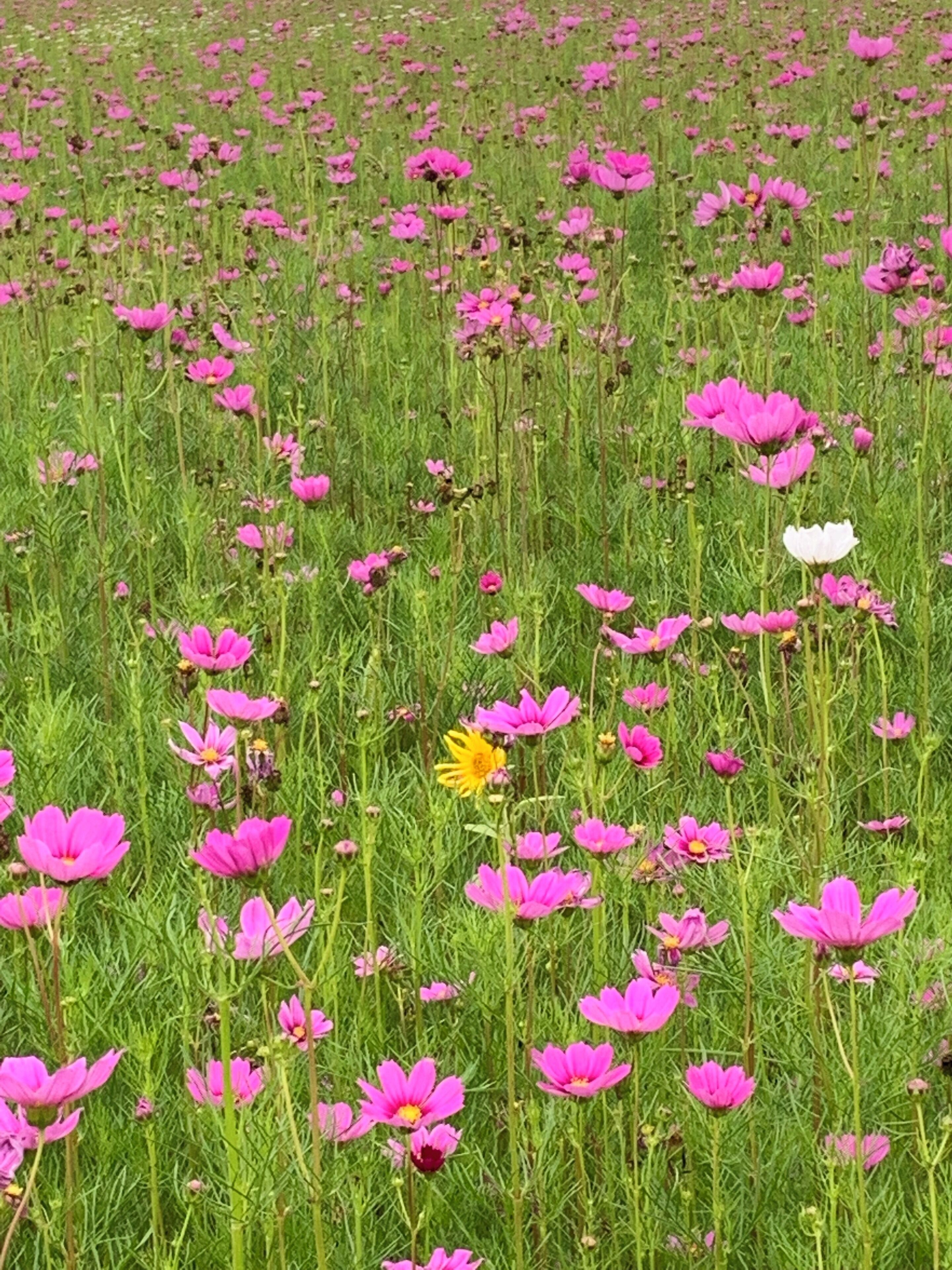 Now known as the Longshan Site Museum the field next to the museum in full bloom. #Nature