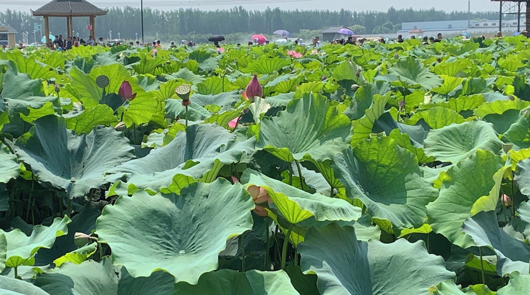 The lotus fields in bloom at the annual lotus festival #Nature