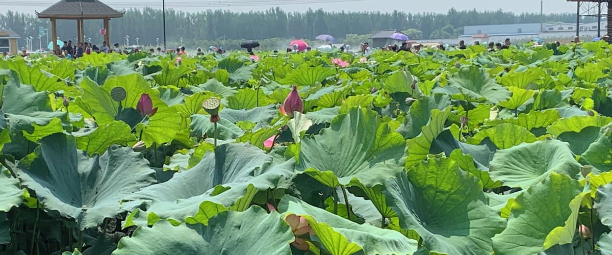 The lotus fields in bloom at the annual lotus festival #Nature