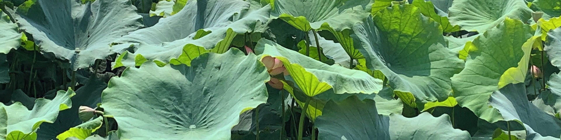 The lotus fields in bloom at the annual lotus festival #Nature