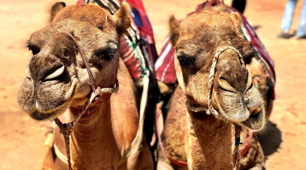 Camels in Morocco