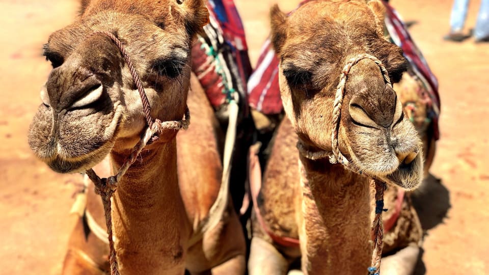 Camels in Morocco