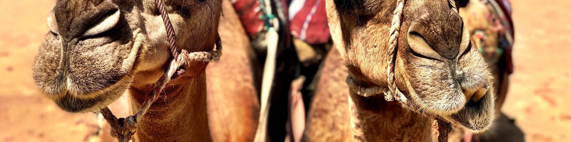 Camels in Morocco