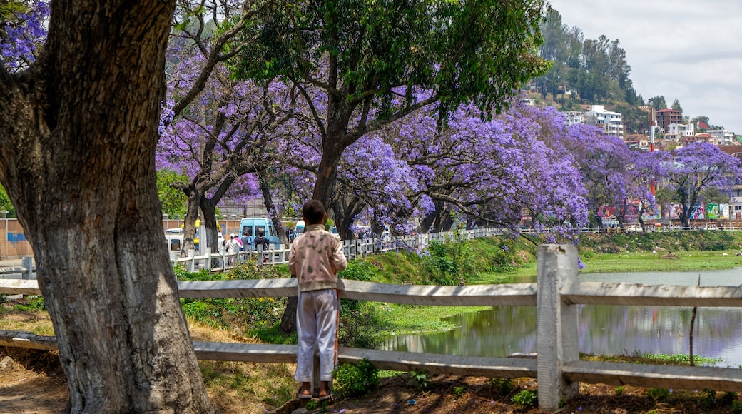 A person standing by a wooden fence overlooking a body of water with purple flowering trees in the background.