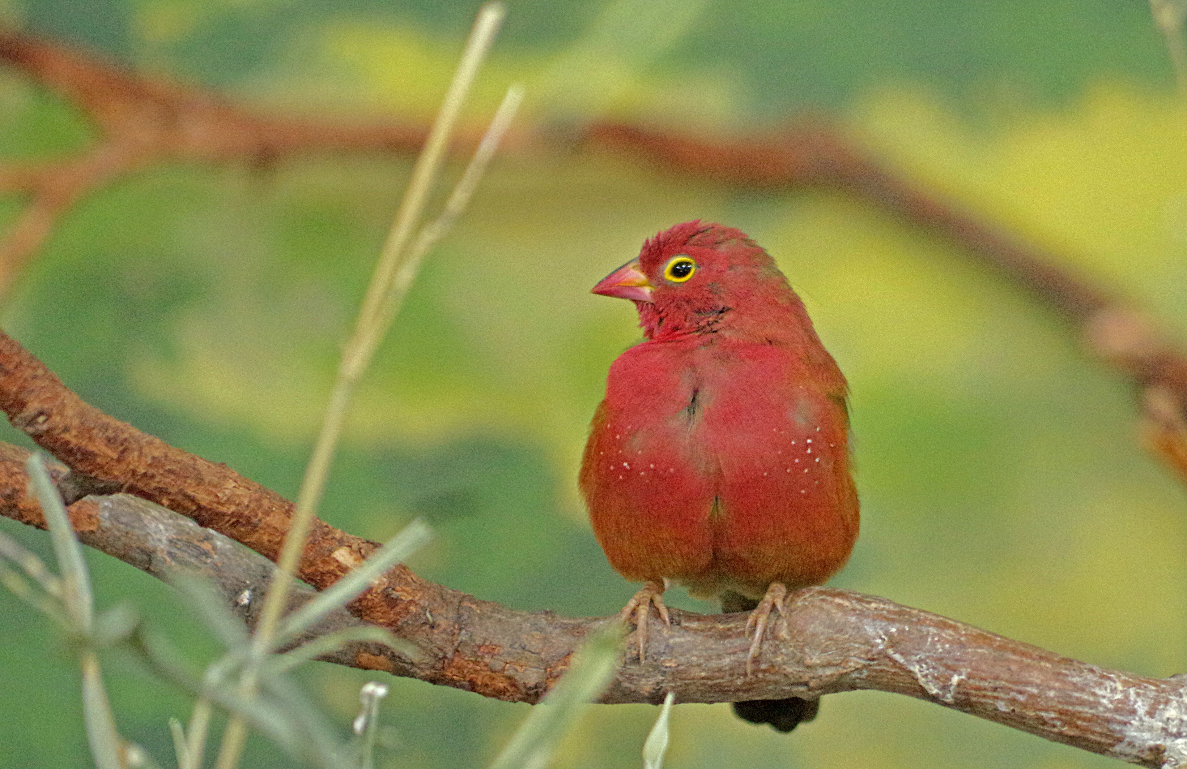 One of the many birds at the zoo. The Toledo Zoo has AZA Accreditation.