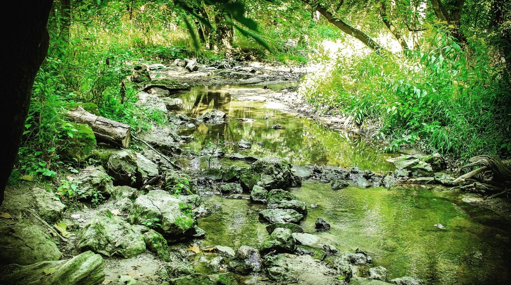 Lots of trails, go early and run across the deer.