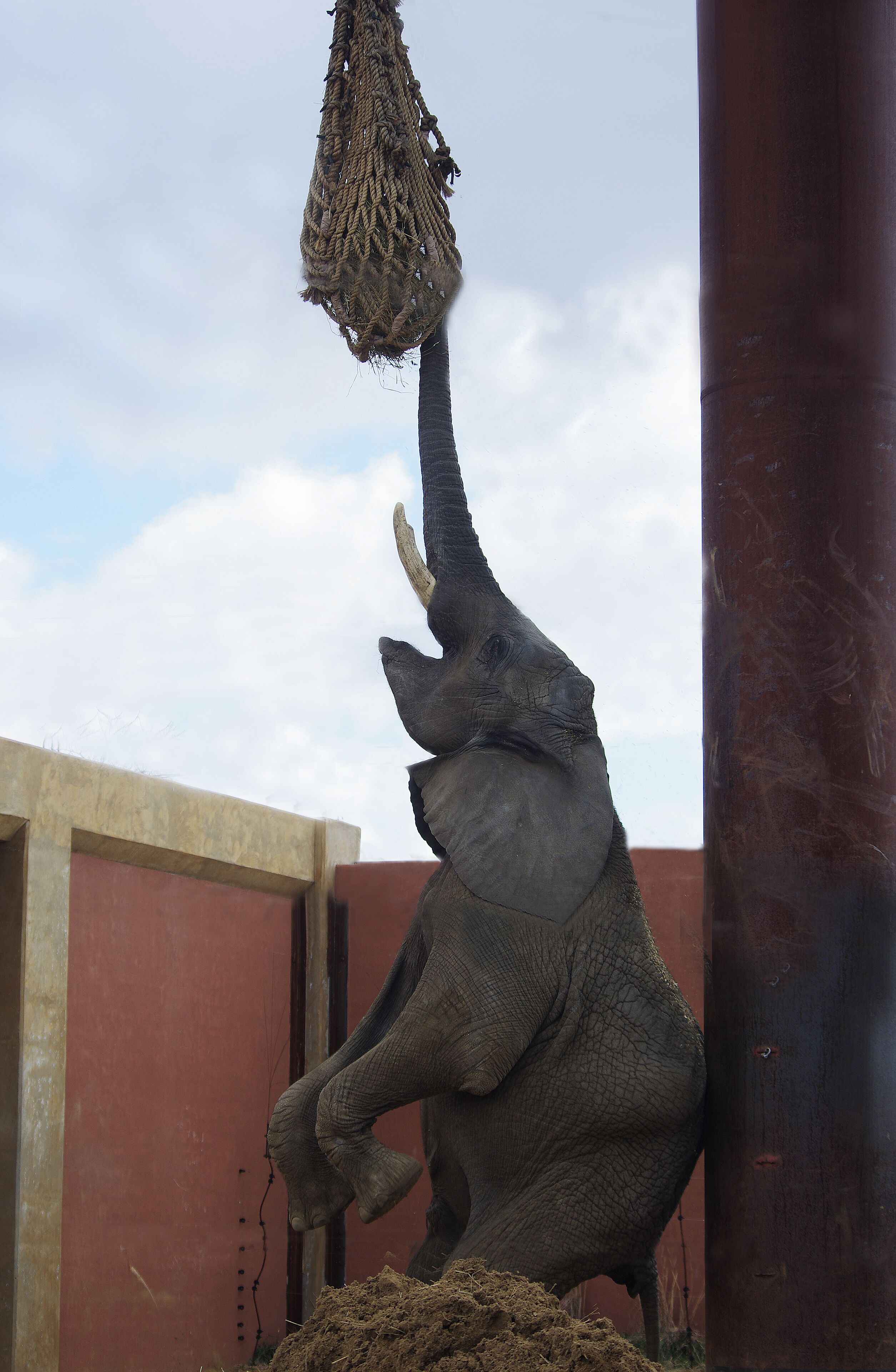 "Are the peanuts up here?"   Actually this bag of browse is part of the elephant's animal enrichment program.  The Toledo Zoo is AZA Accredited.