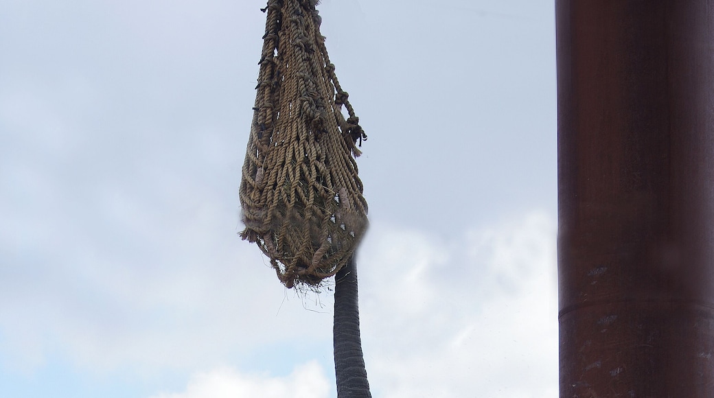"Are the peanuts up here?" Actually this bag of browse is part of the elephant's animal enrichment program. The Toledo Zoo is AZA Accredited.