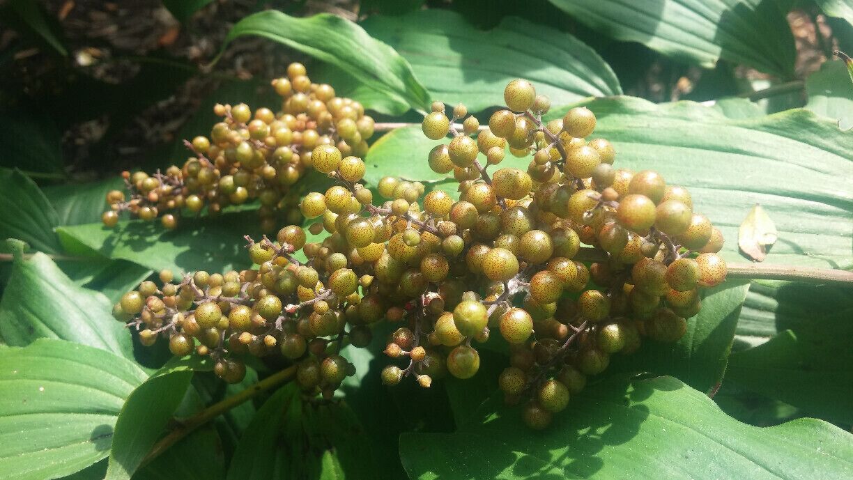 A close-up of a heavy fruit set on False Solomon's Seal (Maianthemum racemosum)