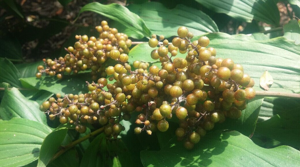 A close-up of a heavy fruit set on False Solomon's Seal (Maianthemum racemosum)