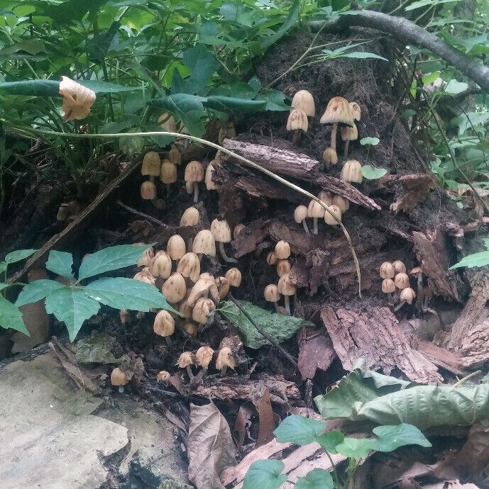 The only thing missing to complete this scene of a colony of mushrooms on a decaying tree stump is a tiny fairy door.