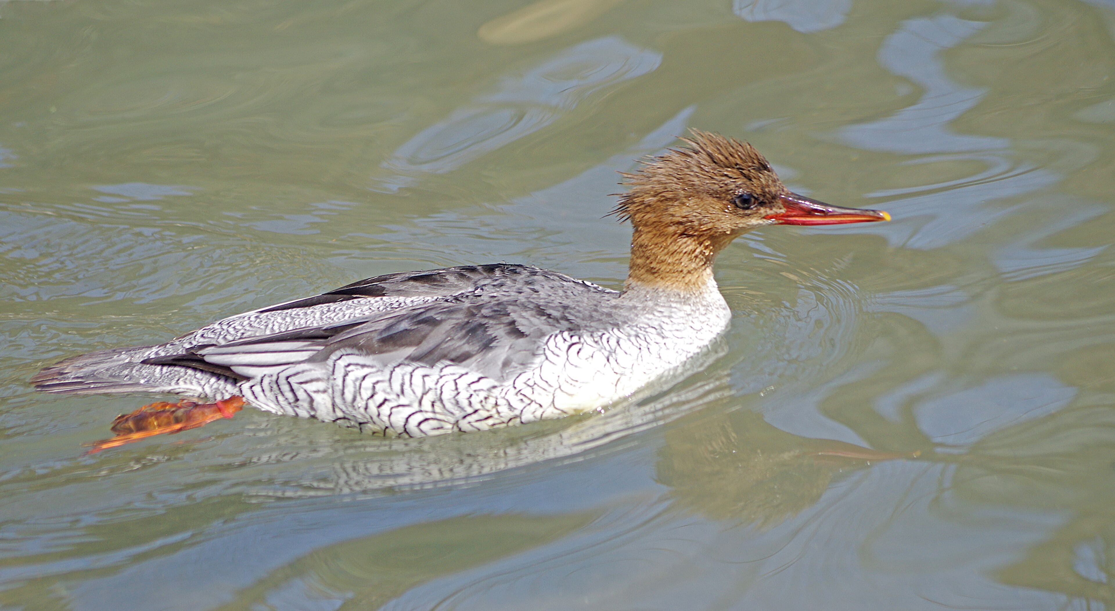 Common Merganser.  The Toledo Zoo has AZA Accreditation.