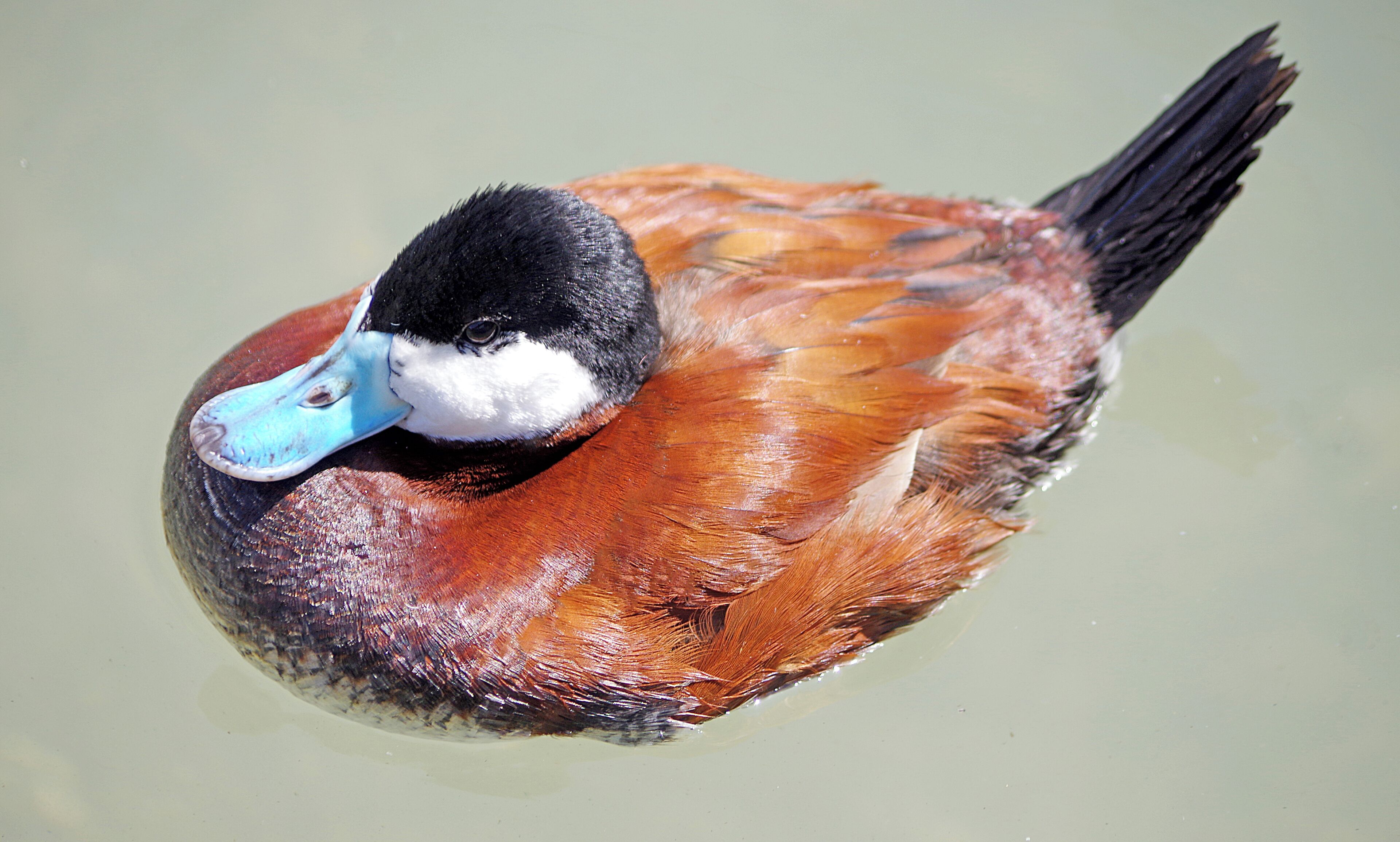 Male Ruddy Duck. The Toledo Zoo has AZA Accreditation.
