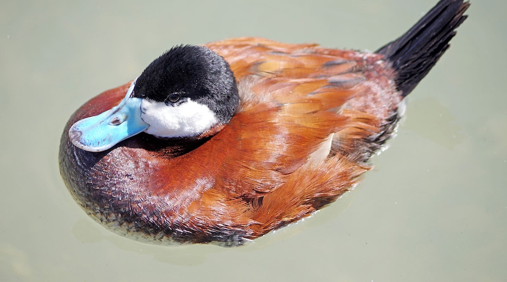 Male Ruddy Duck. The Toledo Zoo has AZA Accreditation.