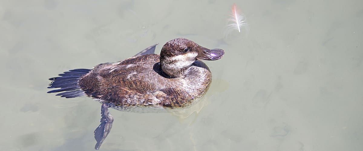 Female Ruddy Duck. The Toledo Zoo has AZA Accreditation.