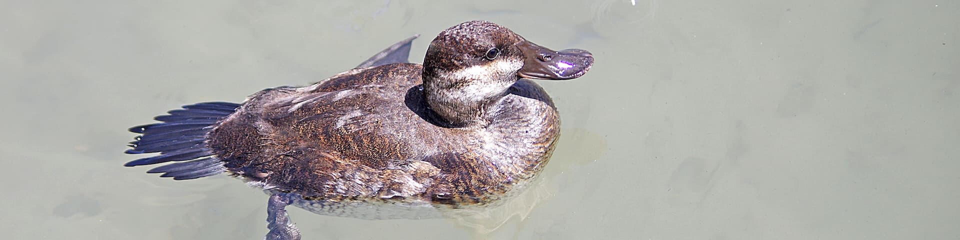 Female Ruddy Duck. The Toledo Zoo has AZA Accreditation.