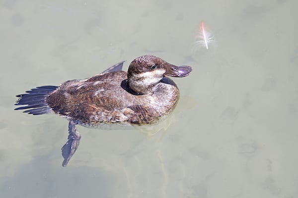 Female Ruddy Duck. The Toledo Zoo has AZA Accreditation.