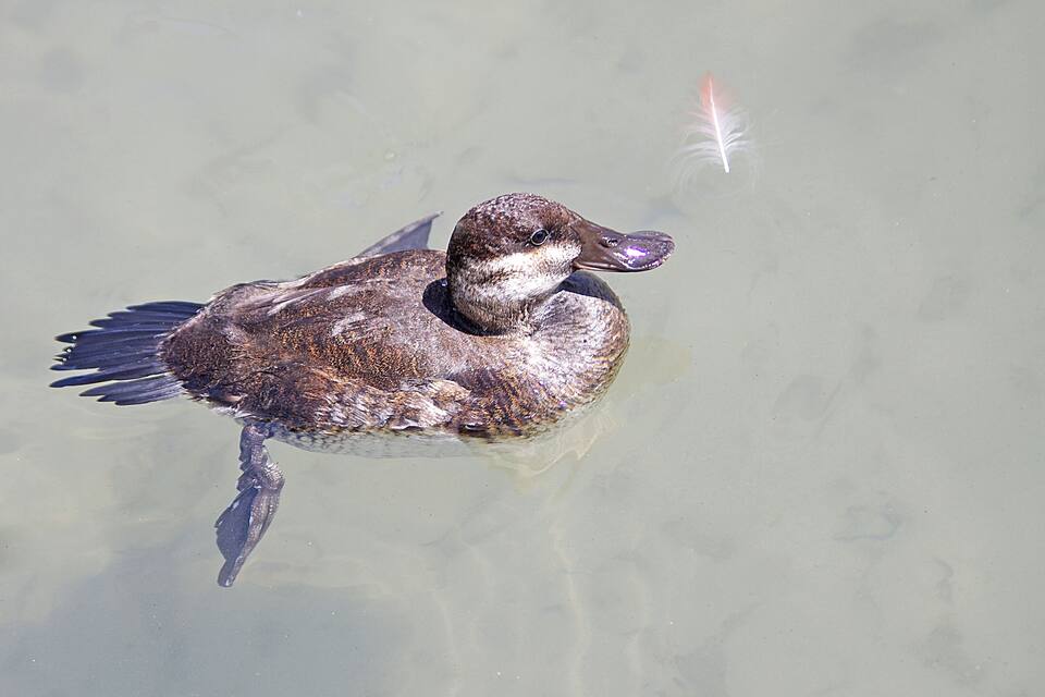 Un pato nada en agua cristalina.