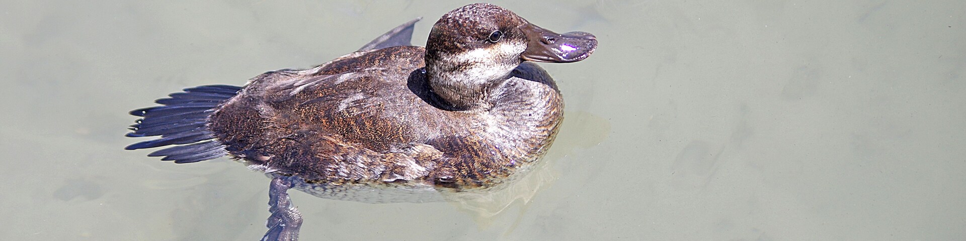 Female Ruddy Duck. The Toledo Zoo has AZA Accreditation.