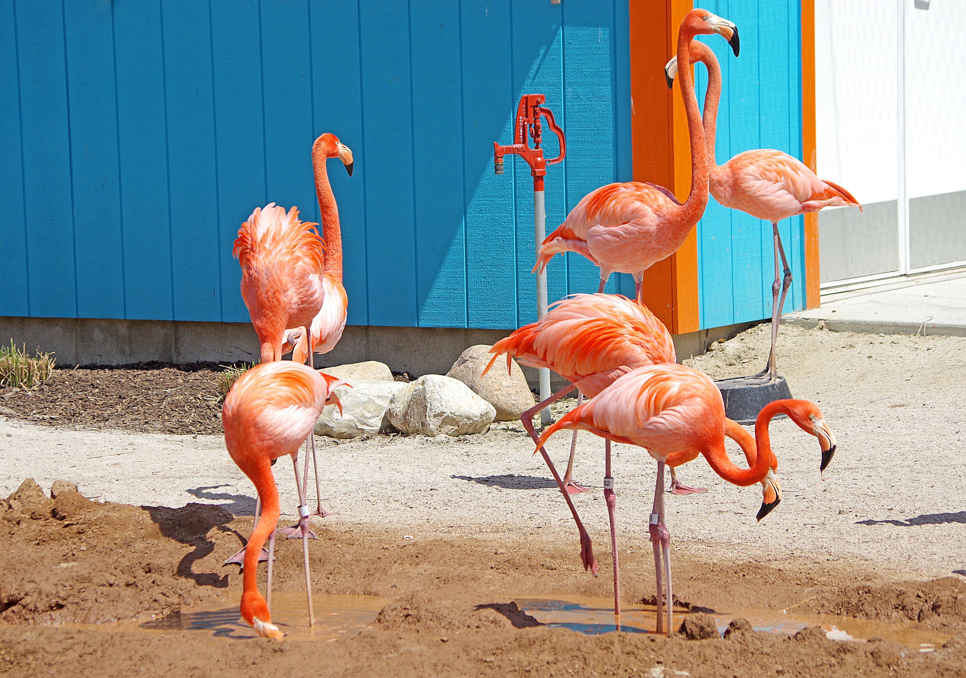 The flamingos color is the result of consumption of Carotene which is an orange or red plant pigment found in carrots and many other plant structure terpenoid hydrocarbon with several isomers, including beta-carotene. The Toledo Zoo has AZA Accreditation.