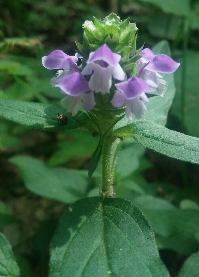 A soft purple wildflower blooming along one of the hiking trails inside WIldwood Preserve Metropark.