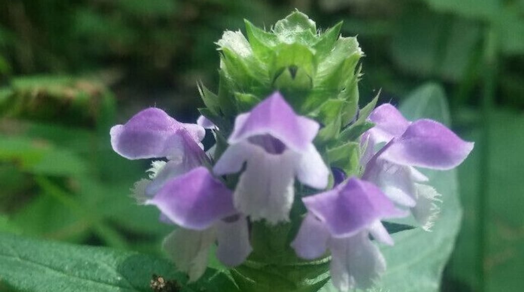 A soft purple wildflower blooming along one of the hiking trails inside WIldwood Preserve Metropark.