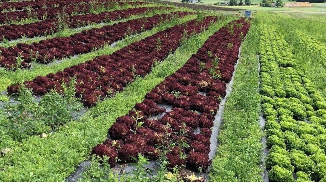 Norwegian lettuce fields. (June 2018)