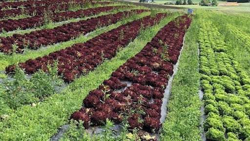 Norwegian lettuce fields. (June 2018)