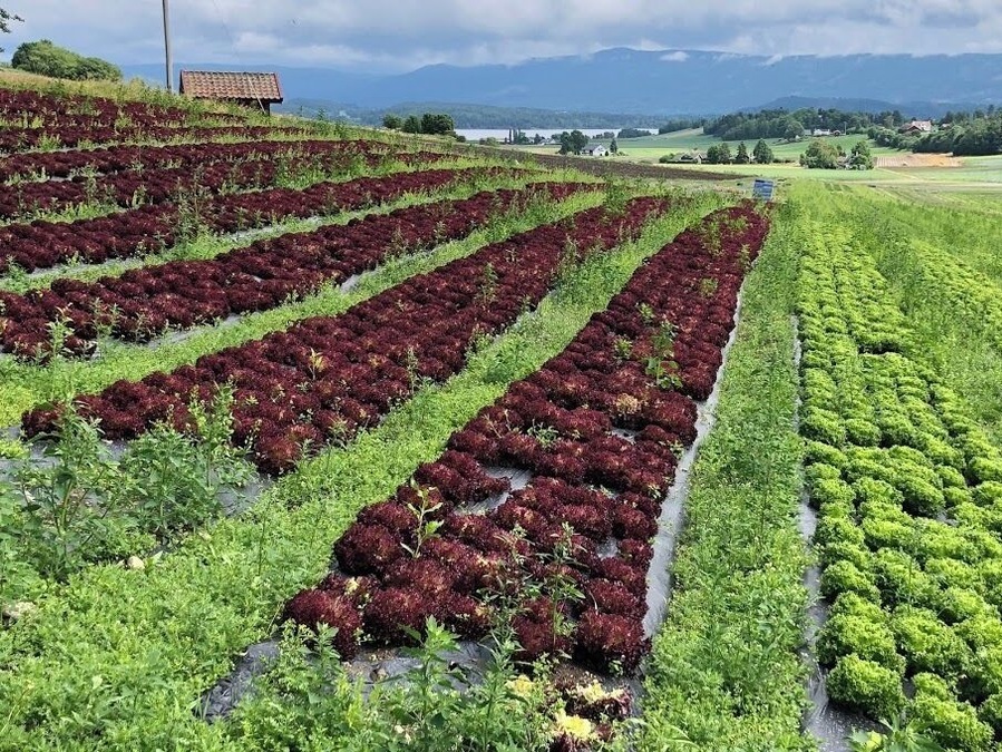 Norwegian lettuce fields. (June 2018)