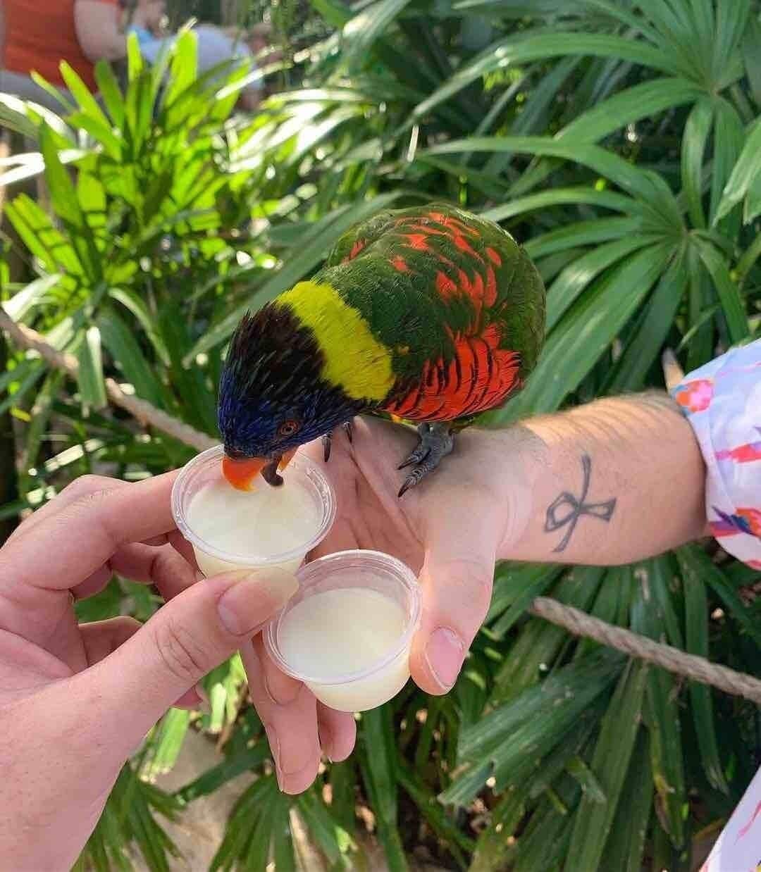 Feeding Lorikeets at Busch Gardens. #OnTheRoad